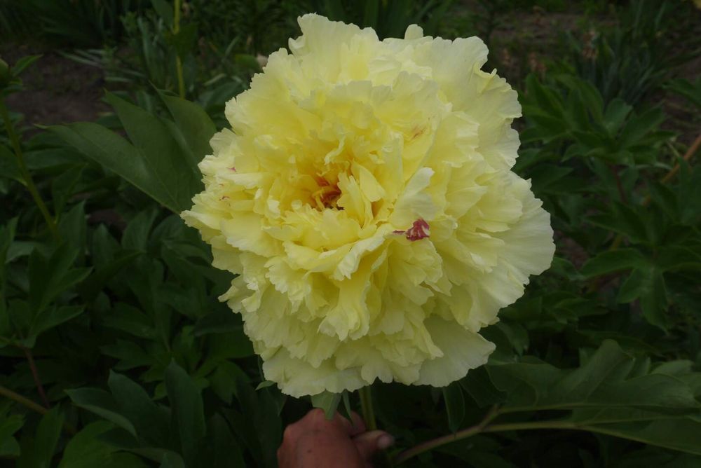 Пион Sonoma Halo