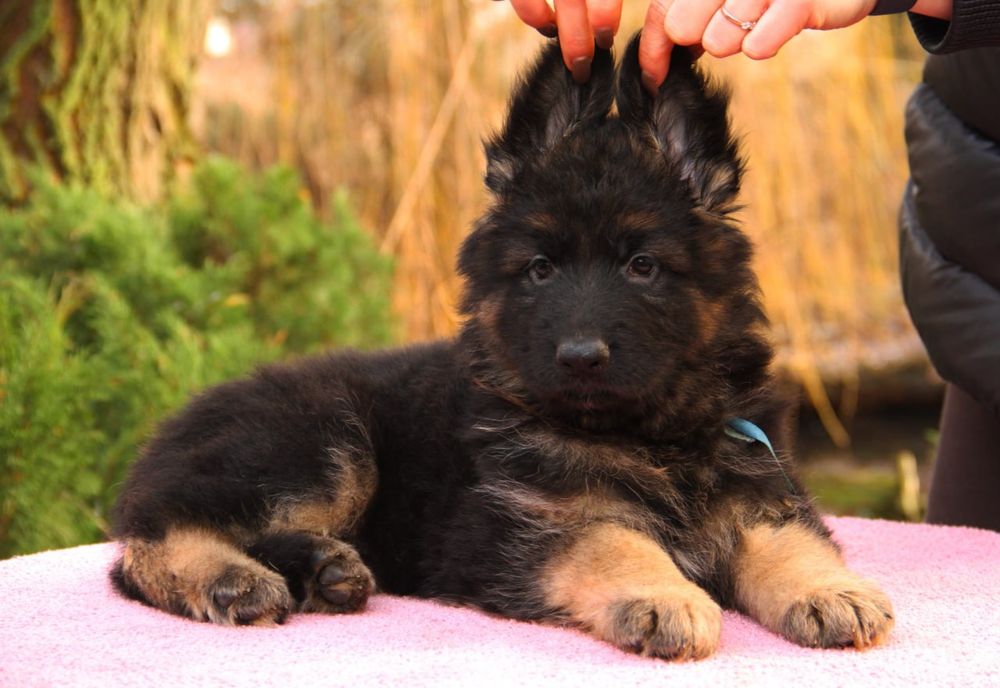 Кобель д/ш, німецька вівчарка, цуценя 2 місяці