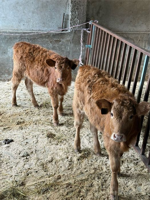 Vitelas limousines com 5 meses