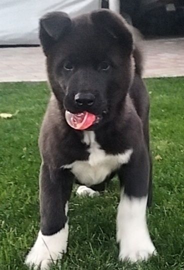 Акіти з доставкою