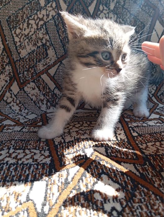 Котята в хорошие руки