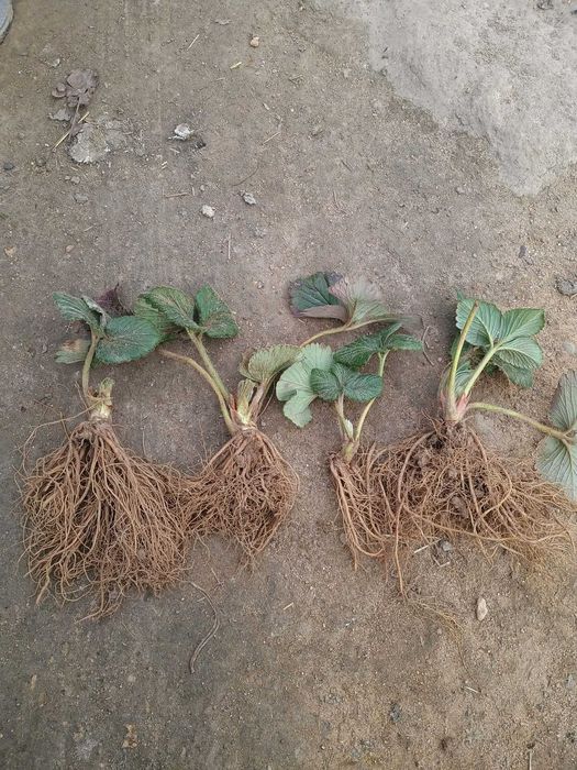 Sadzonki truskawki Rumba