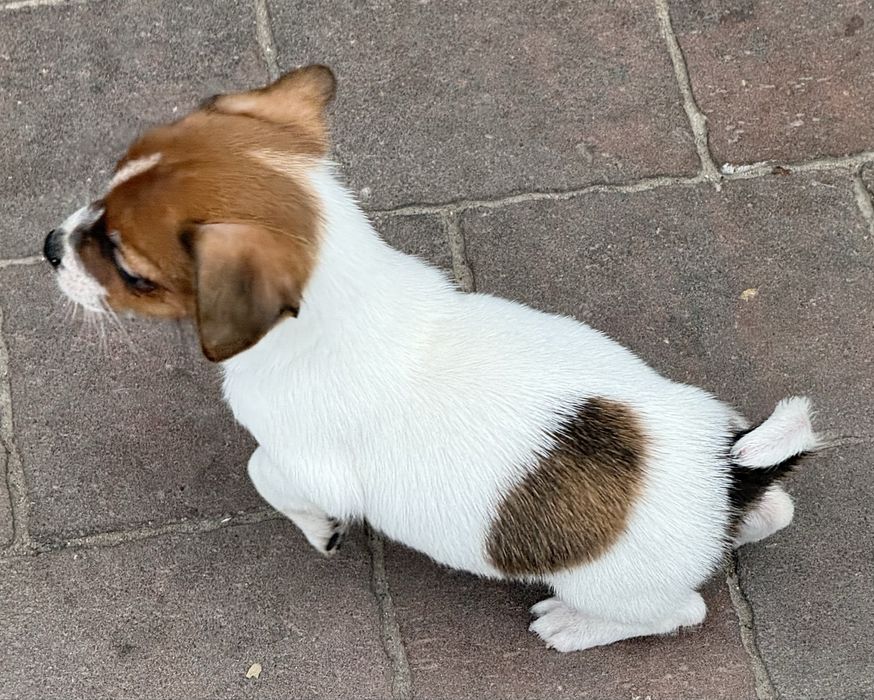 Jack Russel Terrier piesek