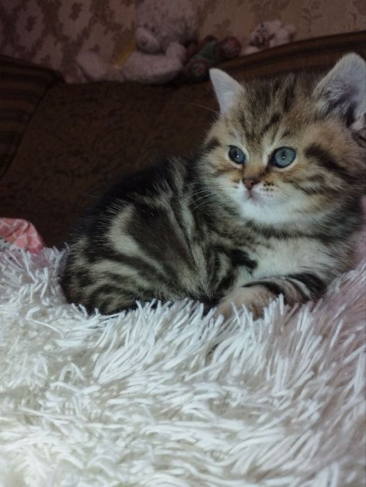 Продаються кошенята