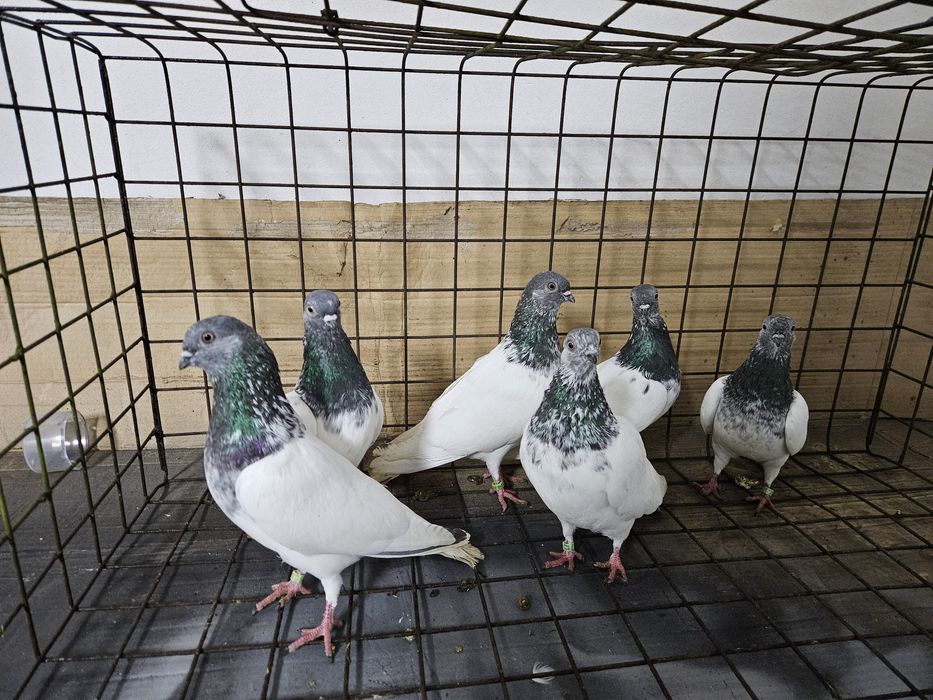 Gołębie budapeszty Bydgoszcz