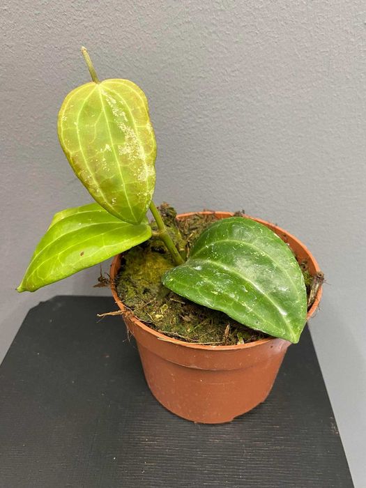 Hoya macrophylla Borneo Hoja