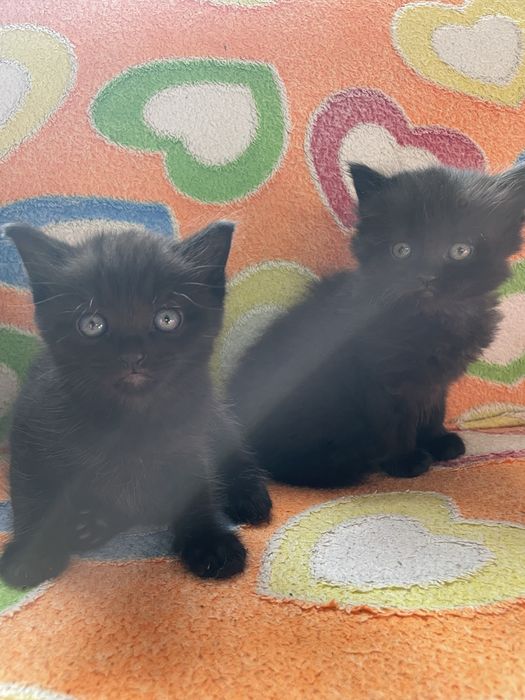 Котята від Шотландської мами