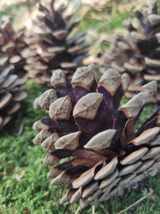 Duże szyszki sosnowe, 50szt.idealne do dekoracji stroików eko wieńcy