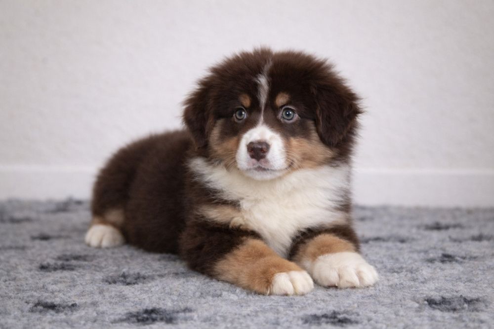 Cachorro Pastor Americano Miniatura