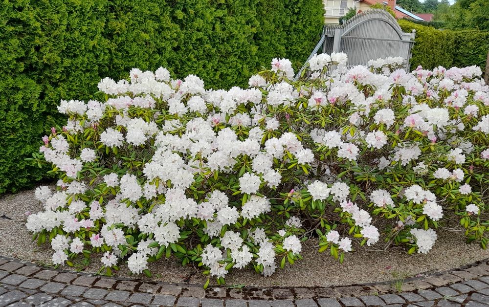 Rododendron różanecznik zimozielony