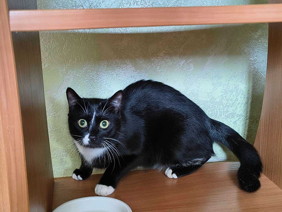 Стерилізована кішечка Мамука, 9 місяців