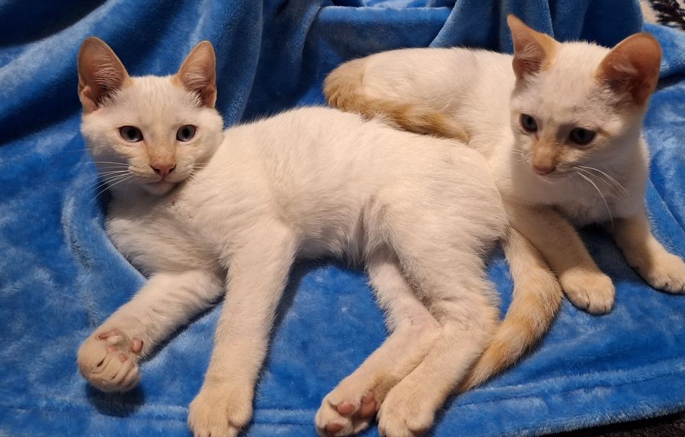 Gatinhos bebés machos
