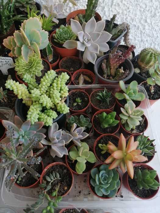 Succulents, small pots. Starting at €0.85 each. I have quantity and variety.64286587369857124