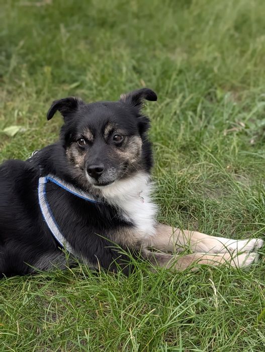 Do adopcji 5 lat samiec grzeczny