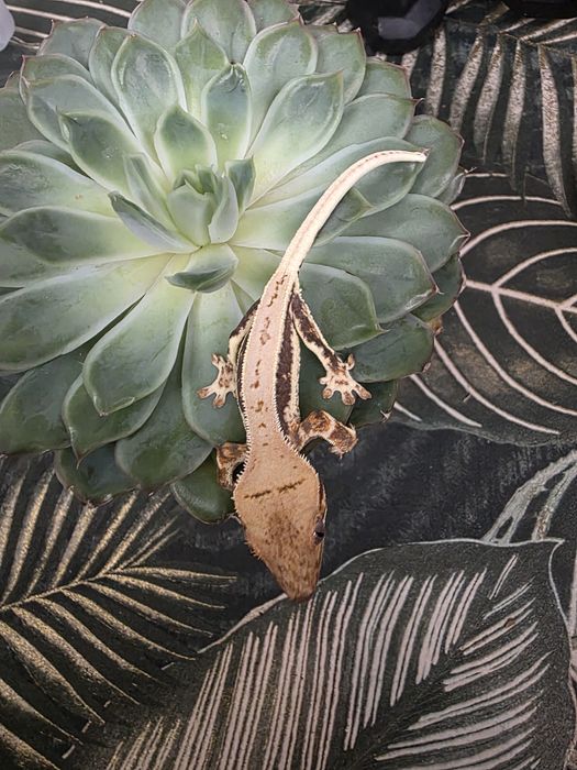 Gekony orzęsione  Lily white i piękny Red dalmatian