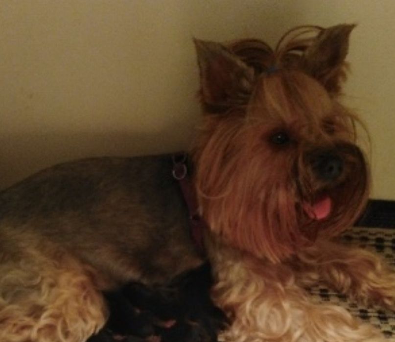 Yorkshire terrier