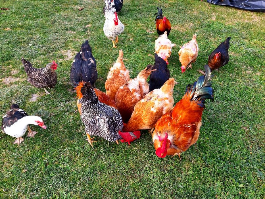 Ovos de galinha caseiros