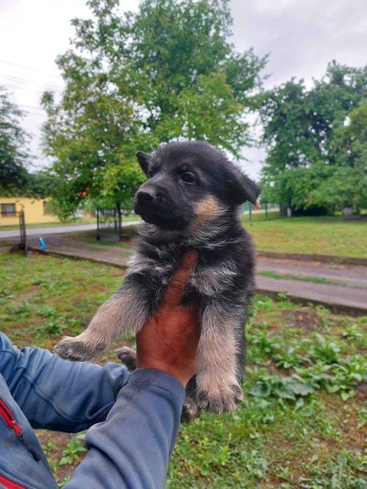 Німецьки Вівчарки