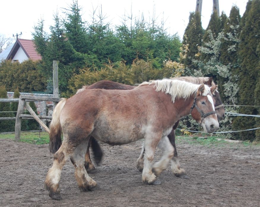 Sprzedam klacze i ogiery sztumskie