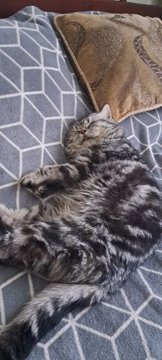 В'язка. Шотландець прямовухий мармур.