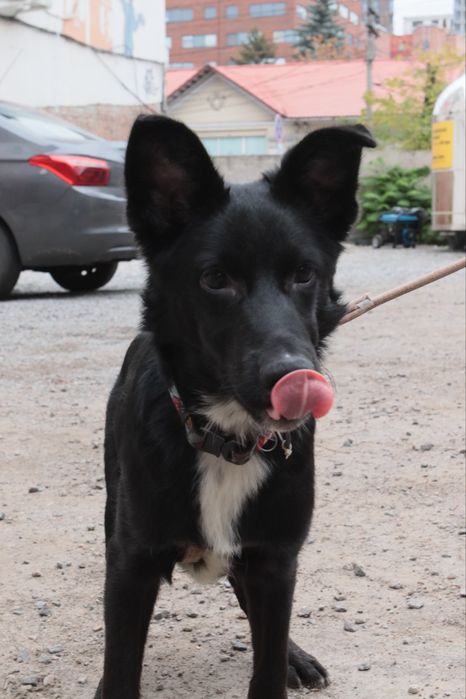 Отдается в добрые руки