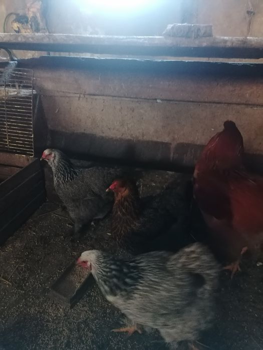 Jaja lęgowe silek,  brahma olbrzymia.