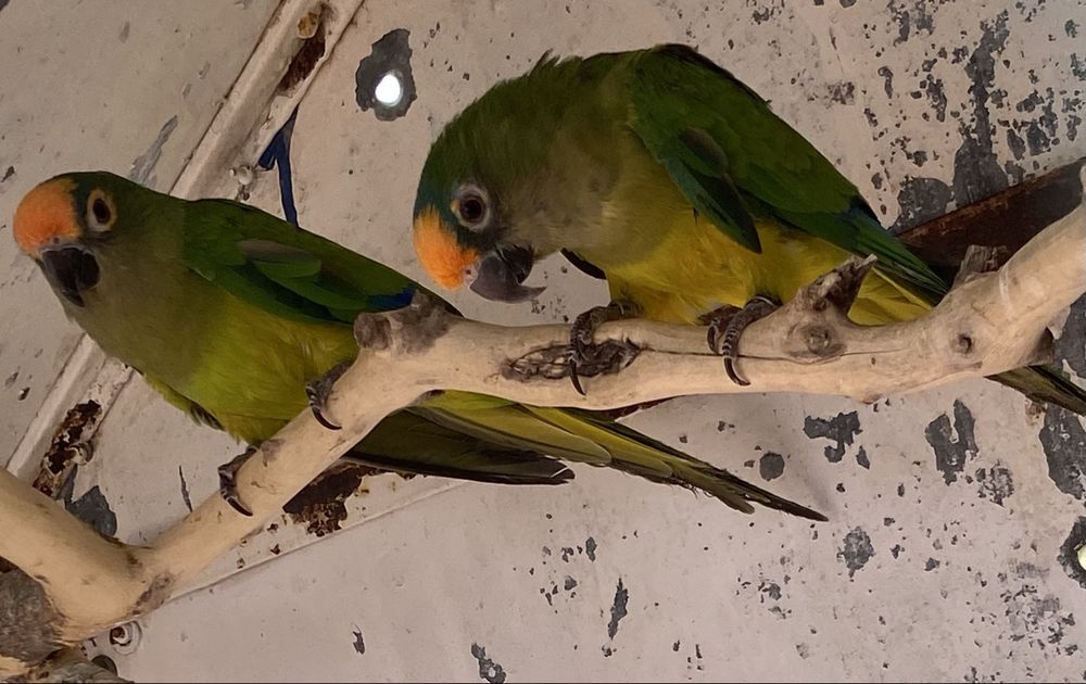 Casal de aratingas áurea
