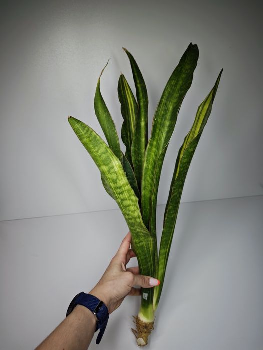 Sansevieria Dragon Fly var