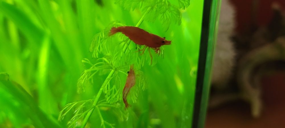 Varios Camarões Neocaridina cores, lote 20