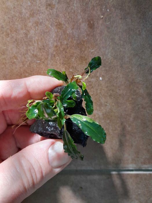 Bucephalandra na lignicie - gotowa ozdoba