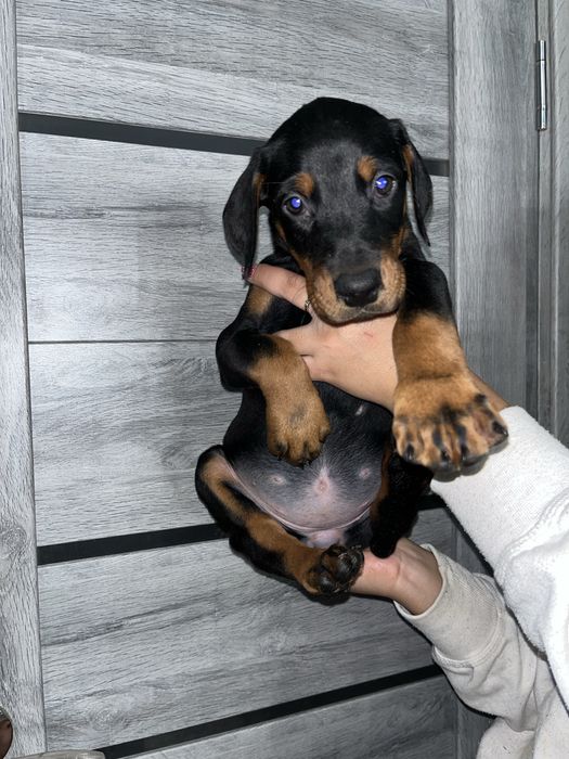 цуценята доберманів