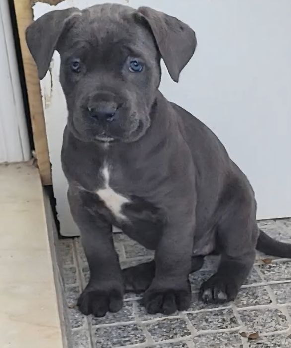 Cane Corso cinzento