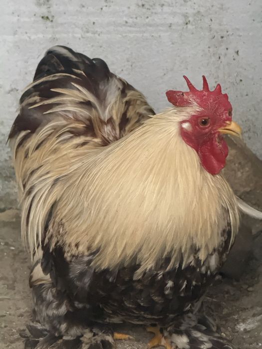 Galinhas de raça pekin