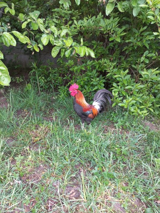 Karzełek polski kurki kury liliputki jaja jajka lęgowe