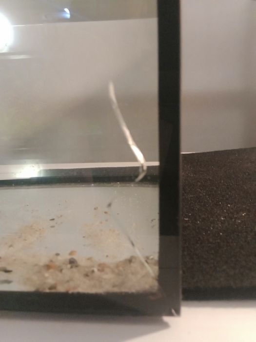 Akwarium terrarium, dla chomika