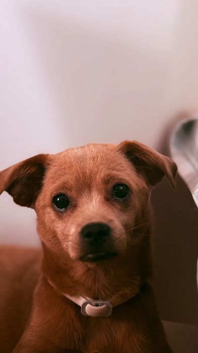 Adotar cão raça pequena