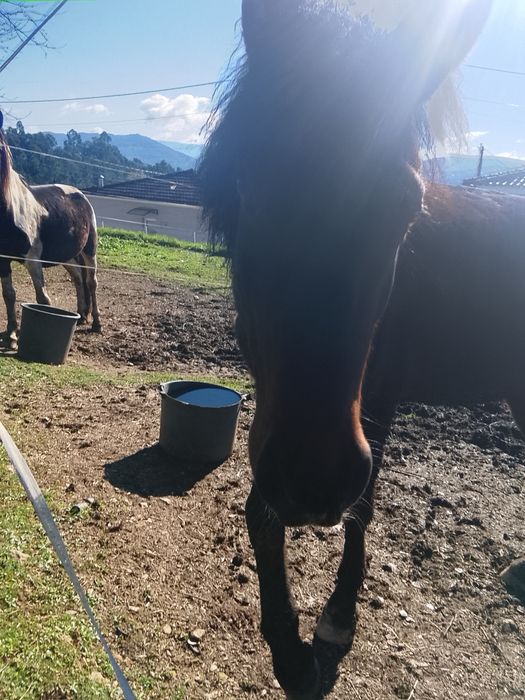 Cavalo macho de raça Garrano com cavalo inglês