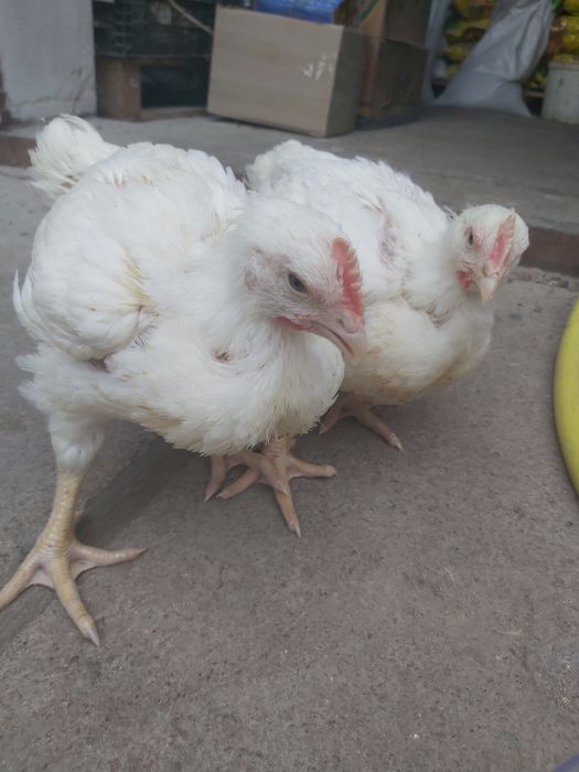 Підрощений бройлер Кобб 500 3,5 тиж