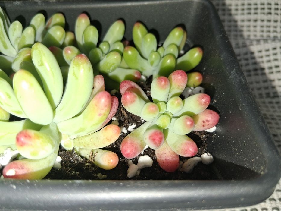 Decoração Natural