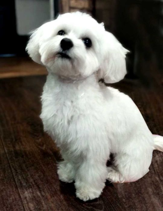 В'язка Мальтійської болонки - кобель.