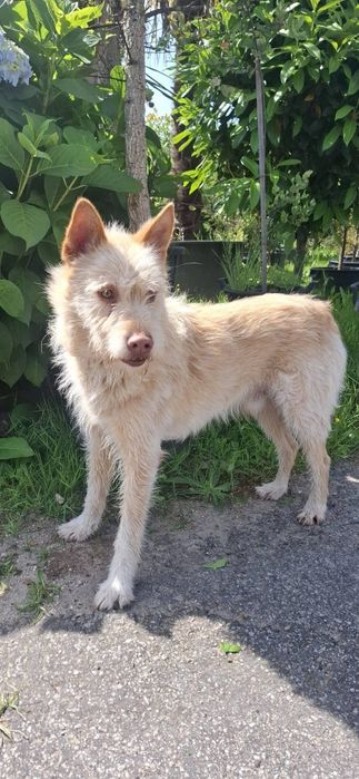 Caozinho para adopção responsável