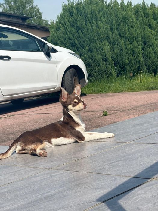 Czekoladowa chihuahua Mia