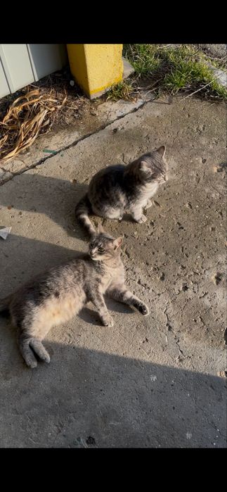 Кішка та кошеня(підліток) безкоштовно