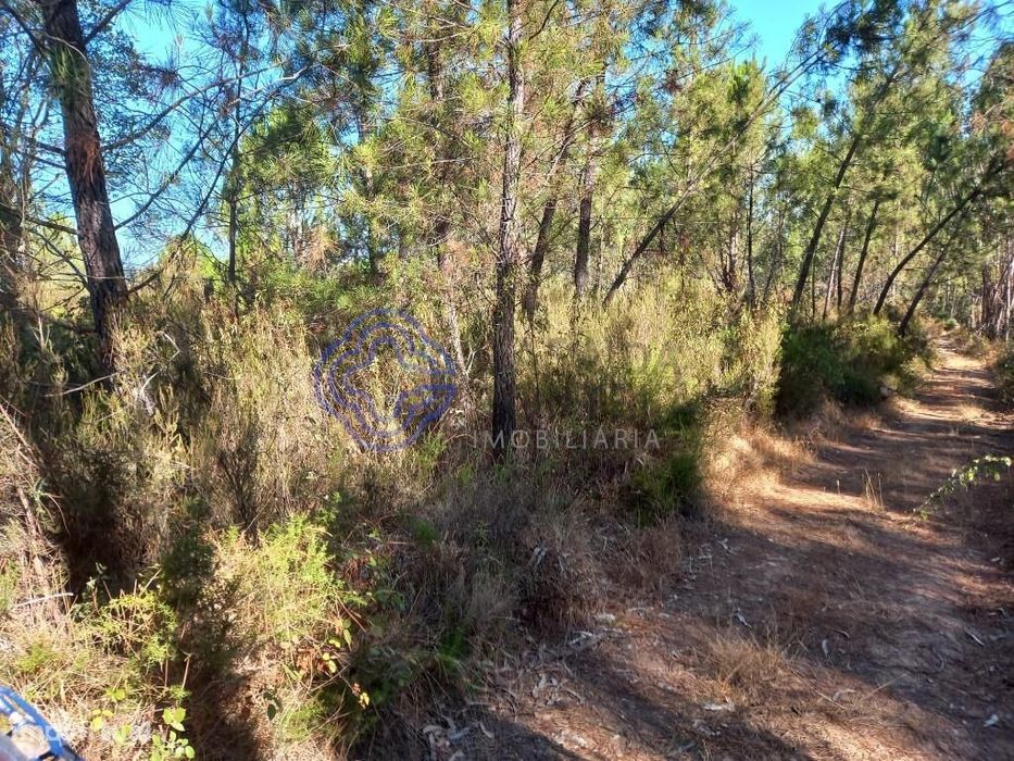 Terreno florestal com 16.000 m2 situado próximo da Barragem de Castelo