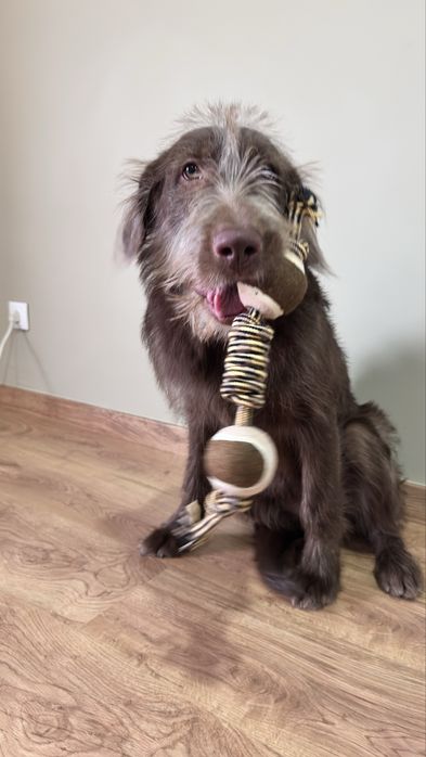 Dou cadela de 8 meses a familia responsavel