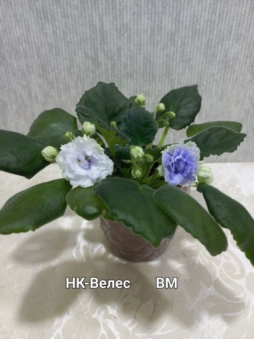 Фіалки трейлери і стандарти, сортові.