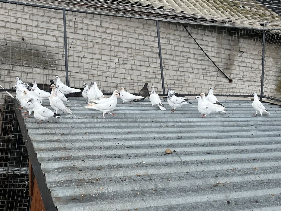 Budapszty młode