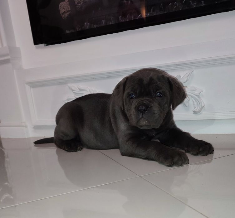 Сірий красень кане корсо,,Марф,,