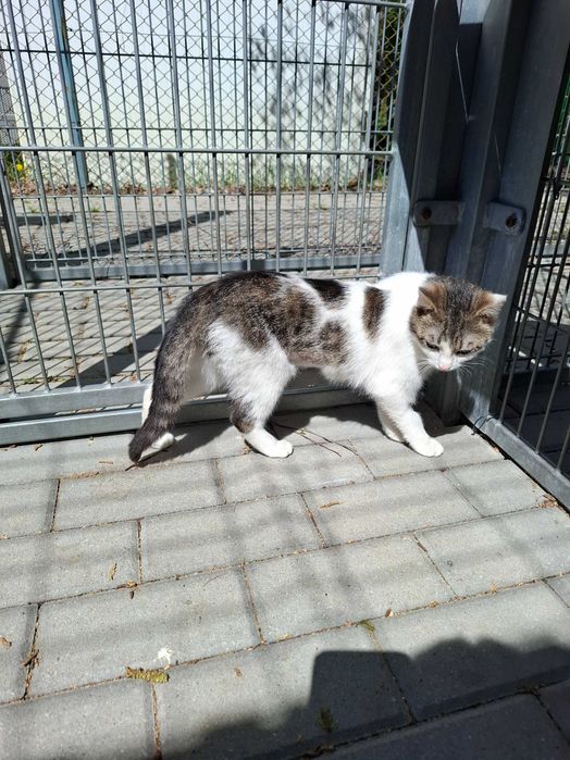 Młodziutka Lala szuka domu