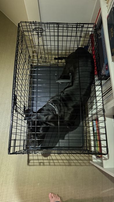 Crate/Jaula  para cães  (NUNCA USADO)